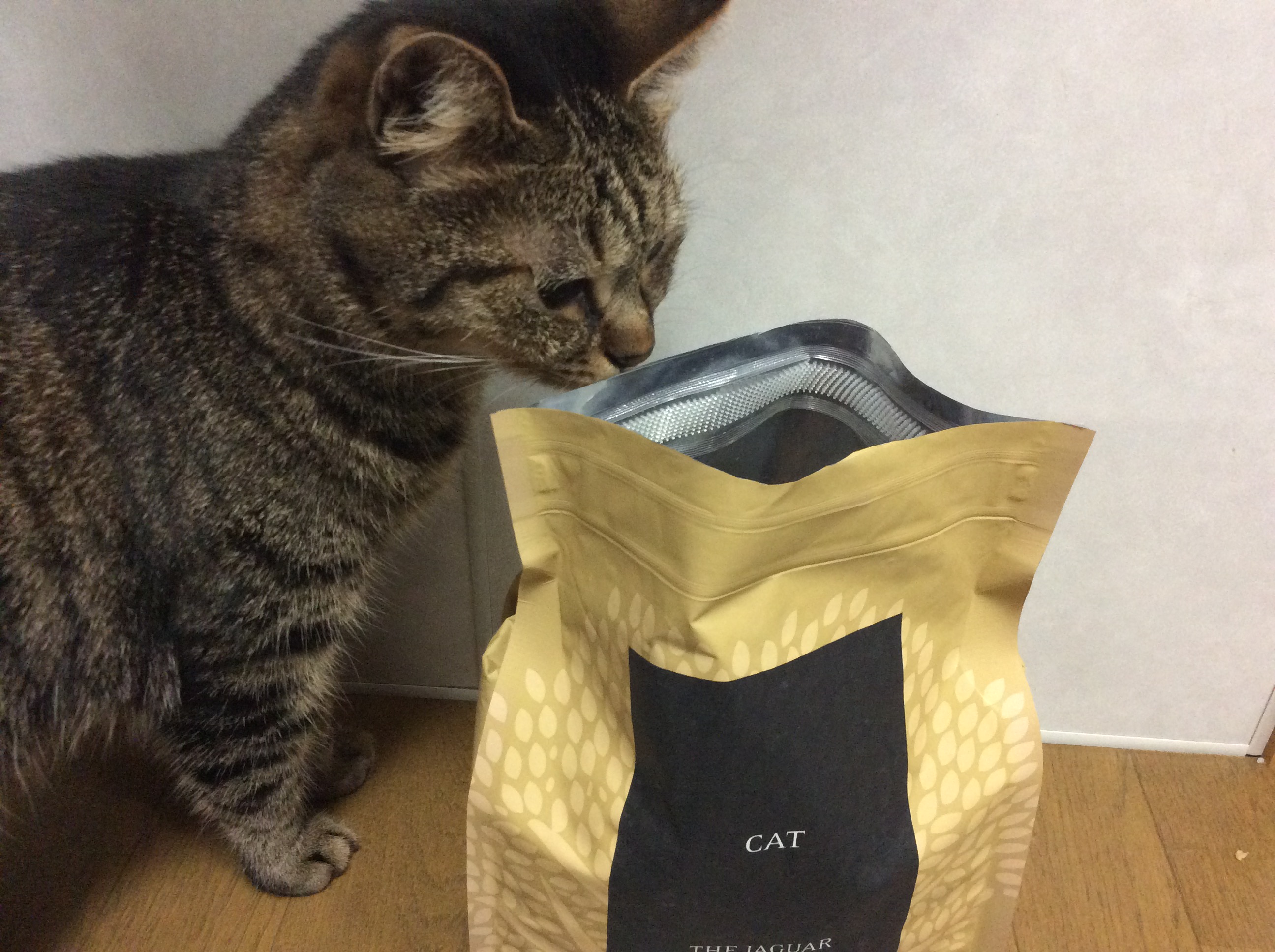 匂いにつられてよってくる猫