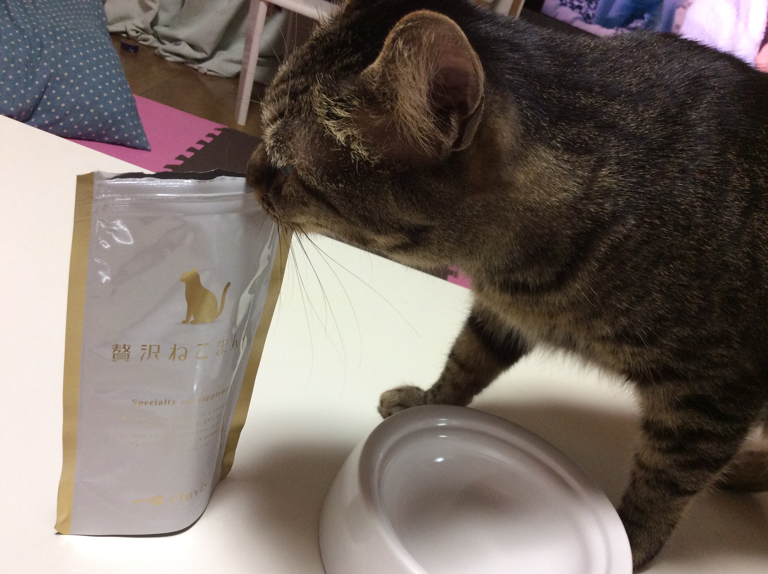 贅沢ねこまんまに食いつくねこ