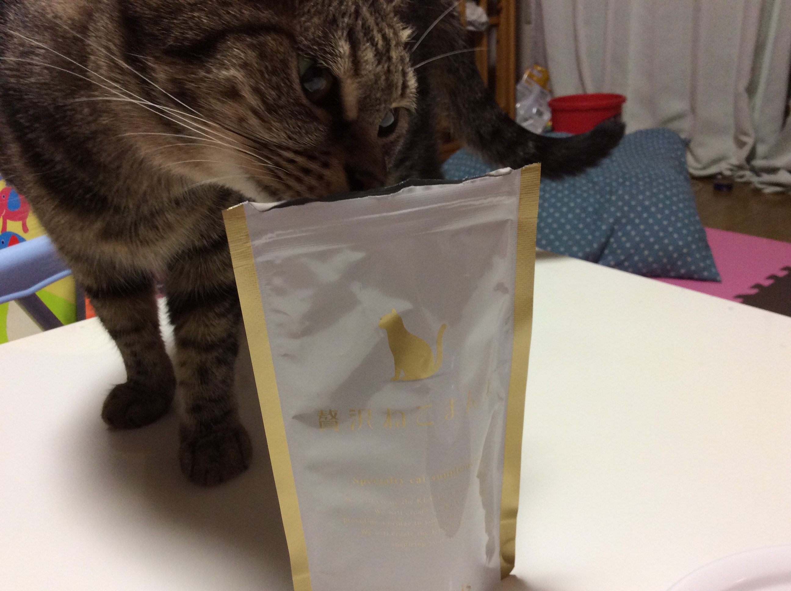 贅沢ねこまんまに食いついて離れない様子